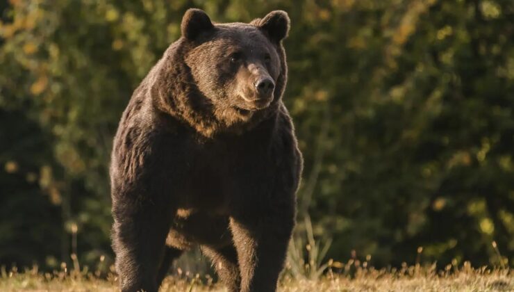 Slovakya'da üç günde ikinci ayı saldırısı: 5 kişi yaralandı