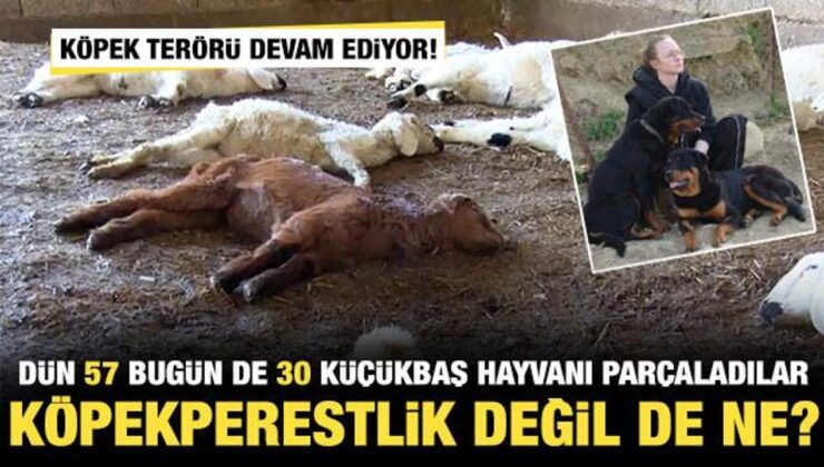 Başıboş köpek terörü devam ediyor! Dün 57 bugün de 30 küçükbaş hayvan telef oldu