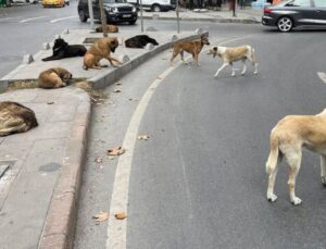 ‘Aç kalmasınlar’ diye tarihi yarımadaya başıboş köpek transferi!