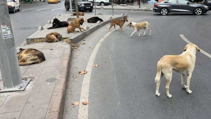 ‘Aç kalmasınlar’ diye tarihi yarımadaya başıboş köpek transferi!