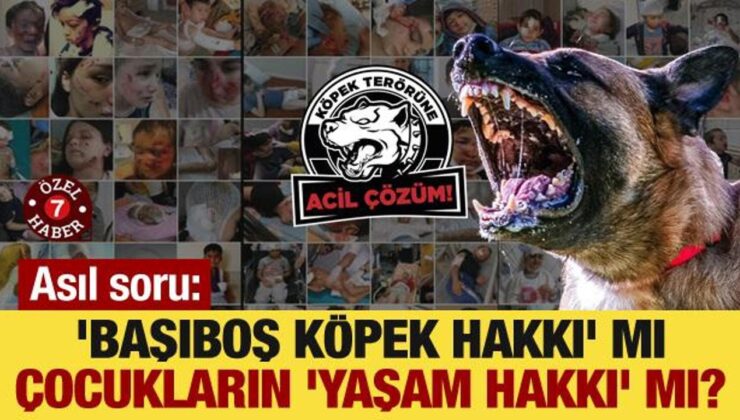 Asıl soru: ‘Başıboş köpek hakkı’ mı, çocukların ‘yaşam hakkı’ mı?