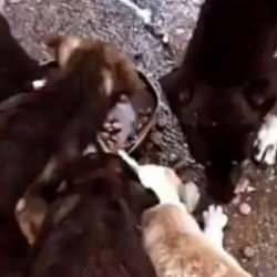 Köpek besleyen şahıs yaşlı kadınla tartıştı: Tatava yapma işine bak!