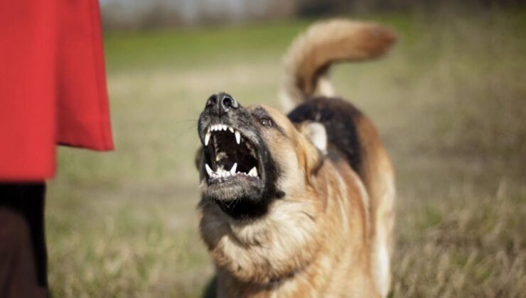 Bakanlık resmen açıkladı! İstanbul, Ankara ve İzmir’de başıboş köpeklerin korkunç sayısı