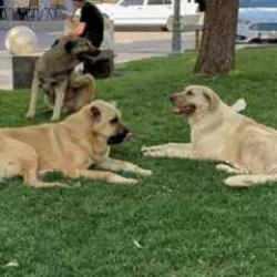 Başıboş köpekler vatandaşın kabusu oldu! Sonunda harekete geçildi! Belediyelere yazı