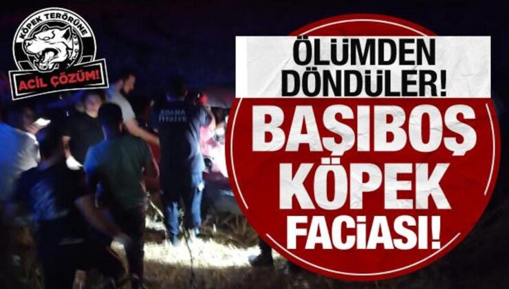 Başıboş köpek faciası: Ölümden döndüler!