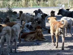 Başıboş köpek sorunu için bir öneri daha! ‘Sonuç yoksa uyutmak…’