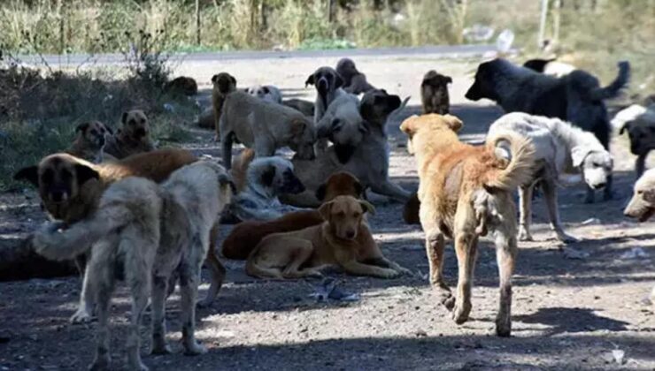 Başıboş köpek sorunu için bir öneri daha! ‘Sonuç yoksa uyutmak…’