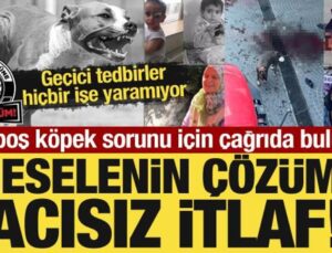 Başıboş köpek sorunu için çağrıda bulundu: Meselenin çözümü acısız itlaf!