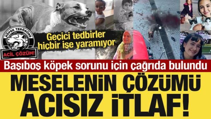 Başıboş köpek sorunu için çağrıda bulundu: Meselenin çözümü acısız itlaf!