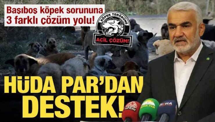 Başıboş köpek sorununa 3 farklı çözüm yolu! HÜDA Par’dan destek geldi