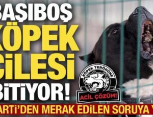 Başıboş köpek tasarısı ne zaman Meclis’te olacak? AK Parti’den açıklama!