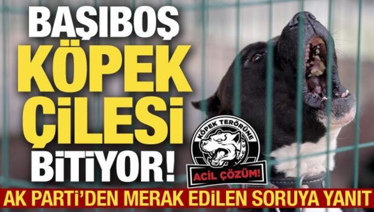 Başıboş köpek tasarısı ne zaman Meclis’te olacak? AK Parti’den açıklama!