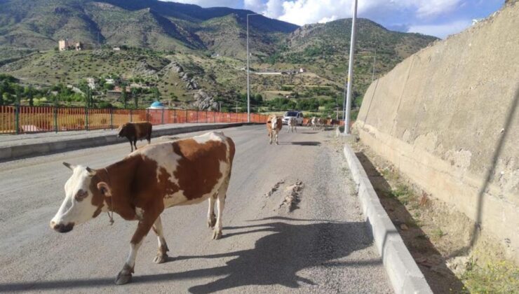 Batman’da başıboş inek tehlikesi