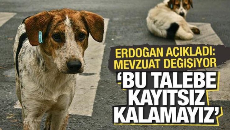 Cumhurbaşkanı Erdoğan’dan başıboş köpek düzenlemesiyle ilgili açıklama