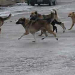 'Ünlüler' yine sokak köpeği ahkamı kesti... 158 yazar ve sanatçıdan imza kampanyası