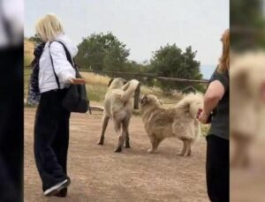 Göbeklitepe ve Balıklıgöl’deki başıboş köpekler toplatıldı