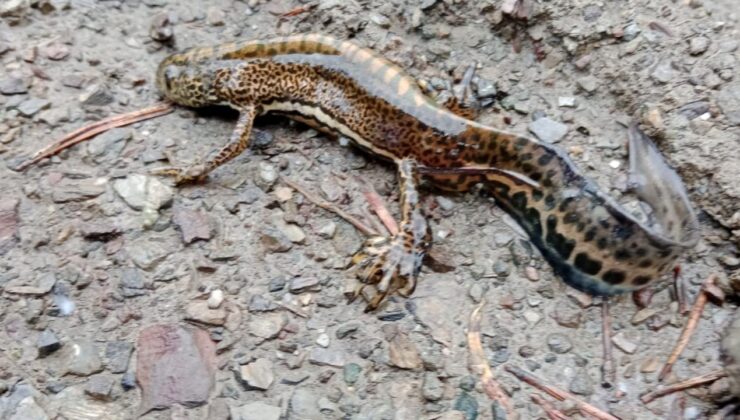 Ilgaz Dağı’nda ‘Anadolu şeritli semenderi’ görüntülendi