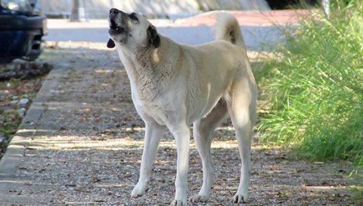 Köpek kabusuna ortaokul öğrencisinden çözüm! TÜBİTAK’tan ödül