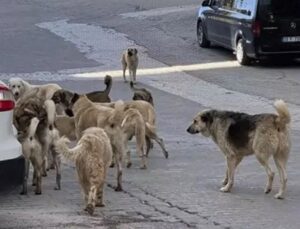 Köpekseverlerden barınak baskısı! Hukukçular uyardı: Yetkililer sorumlu olur