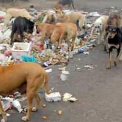 Başıboş köpeklerden bulaşan sinsi hastalık 8,8 kat arttı! Kuduz gibi ölümcül