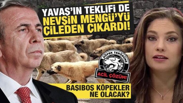 Mansur Yavaş’ın başıboş köpeklerle ilgili açıklaması Nevşin Mengü’yü sinirlendirdi