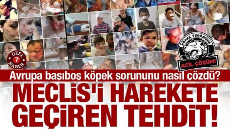 Meclis’i harekete geçiren tehdit! Avrupa başıboş köpek sorununu nasıl çözdü?