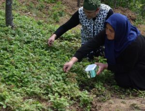 Nadir olarak yetişiyor: Kilosu 1000 TL’ye satılıyor