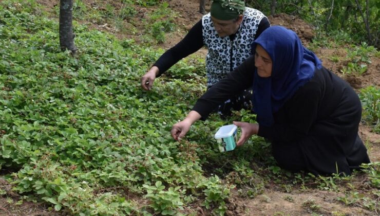 Nadir olarak yetişiyor: Kilosu 1000 TL’ye satılıyor