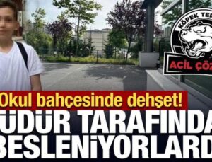 Okul bahçesinde dehşet: Müdür tarafından beslenen köpekler öğrenciye saldırdı!