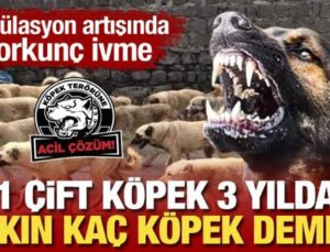 Popülasyon artışında korkunç ivme: 1 çift köpek bakın 3 yılda kaç köpek demek!