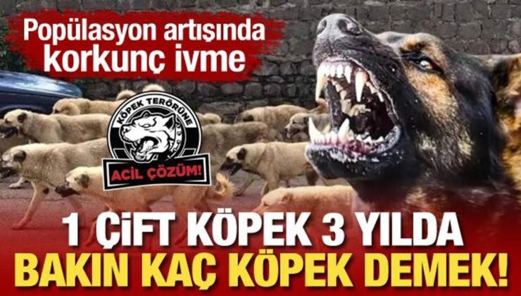 Popülasyon artışında korkunç ivme: 1 çift köpek bakın 3 yılda kaç köpek demek!