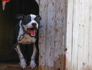 Saldırdığı kadın dehşeti yaşamıştı! Pitbull saldırısına hapis cezası