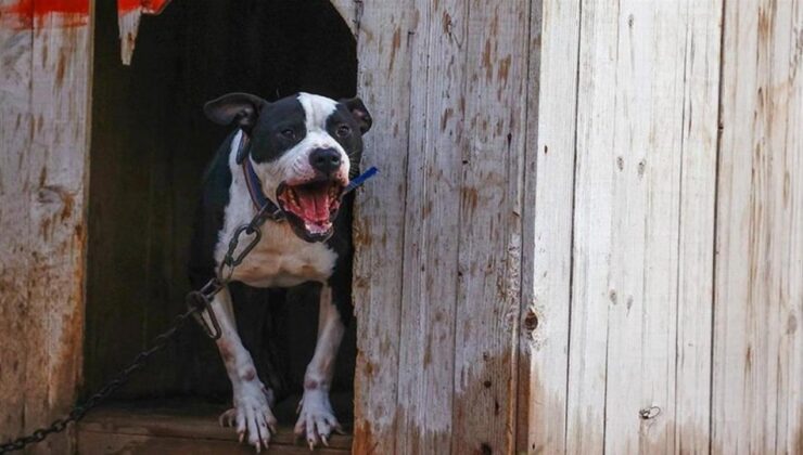 Saldırdığı kadın dehşeti yaşamıştı! Pitbull saldırısına hapis cezası