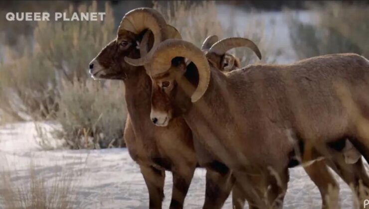 Şimdi de hayvanlara dadandılar! ‘Eşcinsel hayvan’ belgeseli yayınlayacaklar