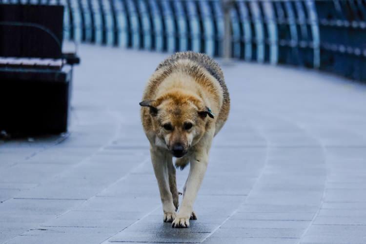 <p>Türkiye'deki başıboş köpek sorunu büyümeye devam ediyor. Bilindiği üzere son yıllarda onlarca vatandaşımız, sokak köpeklerinin saldırısı nedeniyle hayatını kaybetti. Kimi çocuk da başıboş köpeklerin saldırısında veya saldırıdan kaçarken geçirdiği kazada yaşamını yitirdi. Yaşanan can kayıpları, yüreklerimizi yakarken türlü hadsizliklerle adını duyuran "Ekşi Sözlük" adlı platformda yine bir skandala imza atıldı. Platformda açılan "5 senelik köpeğini mi kurtarırsın bir çocuğu mu?" isimli başlıkta mide bulandıran yorumlar yapıldı.</p>