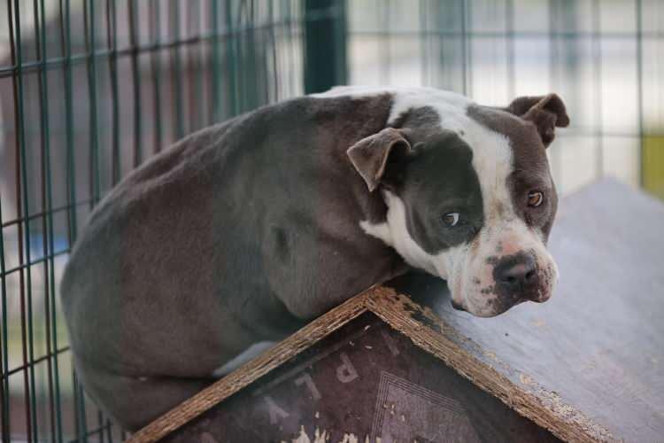 <p>Türkiye'de vatandaşlar başıboş köpek sorunu çözüm için Meclis'e gelecek düzenlemeyi bekliyor. Başıboş hayvan sorununun çözümü için hazırlanan yasa teklifinin önümüzdeki haftalarda Meclis Başkanlığı'na sunulması beklenirken, bu konuda 4 bakanlık kapsamlı bir çalışma yaptı.</p><p> </p>