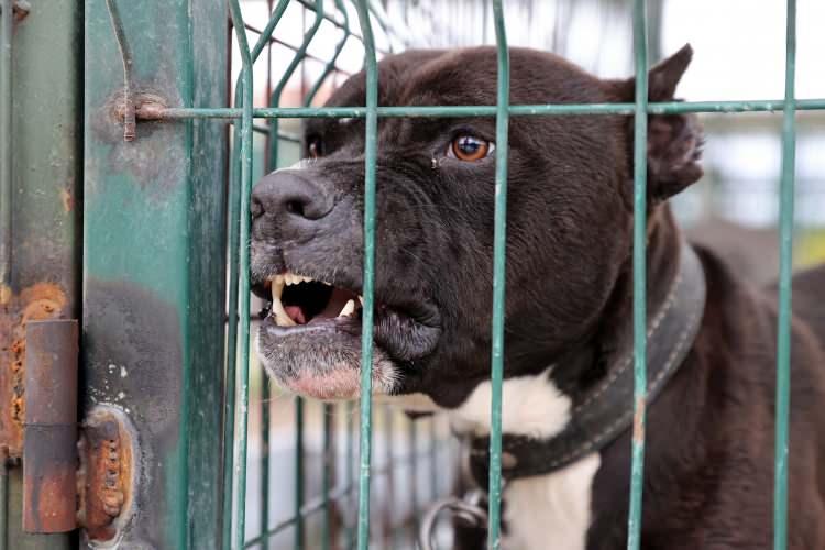 <div>Rapora göre başıboş köpekler bugüne kadar 3 bin 500 kaza, 55 ölüm, 5 bin 147 yaralanmaya sebep oldu. Hal böyleyken çeşitli ülkelerde uygulanan yöntemler gündeme gelmeye başladı. Bunların arasında İngiltere'de de uygulanan 1 hafta boyunca sahiplenilmeyen başıboş köpeklerin uyutulması da var.</div><div> </div>