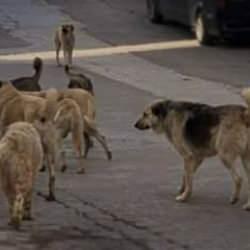 Hükümet başıboş köpekler için harekete geçti! Avrupa'daki çözüm yöntemleri örnek alınacak