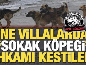 ‘Ünlüler’ yine sokak köpeği ahkamı kesti… 158 yazar ve sanatçıdan imza kampanyası