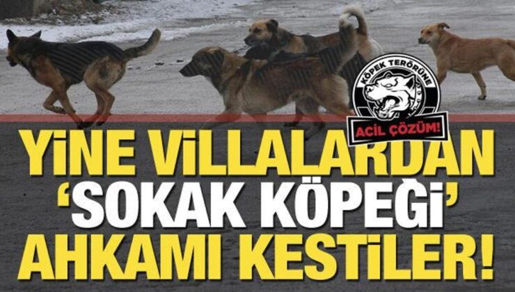 ‘Ünlüler’ yine sokak köpeği ahkamı kesti… 158 yazar ve sanatçıdan imza kampanyası