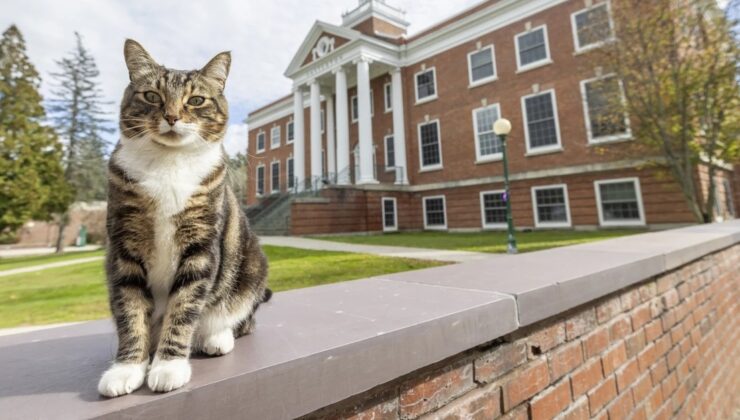 Vermont Üniversitesi'nde bir kediye onursal diploma verildi