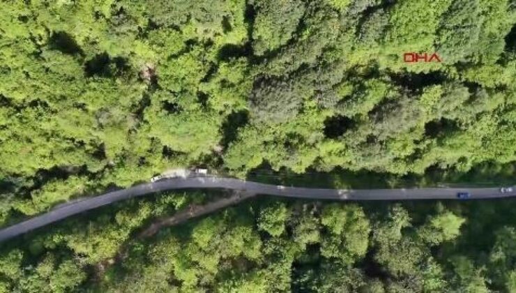 Zonguldak’ta kestane ağaçlarını korusun diye 600 yırtıcı böcek doğaya salındı