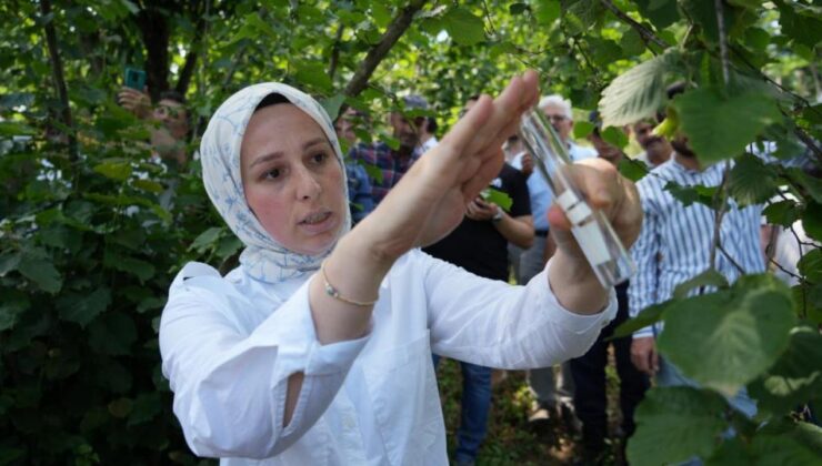 14 bin ‘samuray arısı’ doğaya salındı