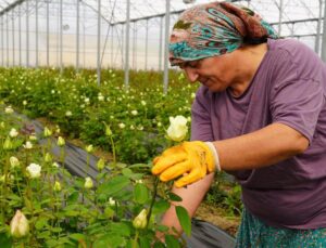 3 çocuk annesi, yılda 1,5 milyon gül üretiyor