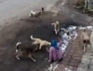 9 köpeğin saldırısına uğrayan kadın sokağa çıkamaz oldu