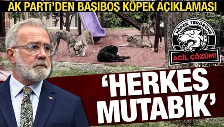 AK Parti’den başıboş sokak köpeği açıklaması