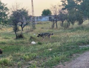 Ankara’da başıboş köpekler 4 koyunu telef etti