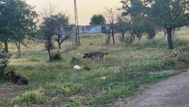 Ankara’da başıboş köpekler 4 koyunu telef etti