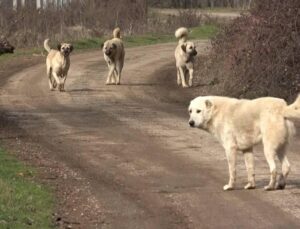 Başıboş köpeklerin saldırdığı yaşlı adam beş gün yoğun bakımda kaldı