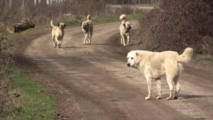 Başıboş köpeklerin saldırdığı yaşlı adam beş gün yoğun bakımda kaldı